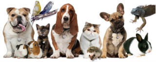 could herbalist help my pets?