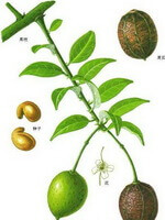 dessin coloré d Areca catechu L., tige et feuilles vertes, fruits, graines