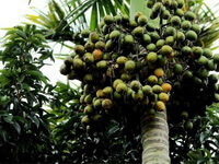 arbre fruitier d Areca catechu L. avec des fruits verts poussant sur l arbre