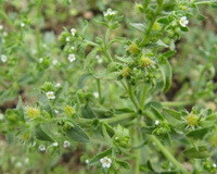 les plantes à fleurs de Carpesium abrotanoides L. à petites fleurs blanches poussent dans les champs