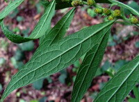 feuilles vertes de Carpesium abrotanoides L.