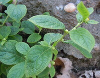 arbustes de Carpesium abrotanoides L. à petites fleurs poussant dans un champ