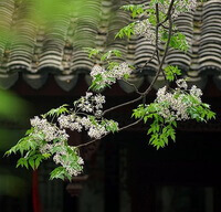 flowering branches of Melia azedarach L with small flower spikes grow near a house