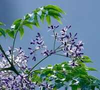 flowering branch of Melia azedarach L with lilac flowers and green leaves grow on branches