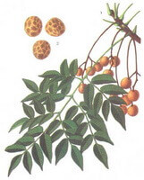 a colorful drawing of Melia toosendan Sieb.et Zucc.,stems and green leaves,brownish fruits and seeds