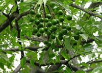 tree of Melia toosendan Sieb.et Zucc. with green leaves and unmature fruits grow in sunny days