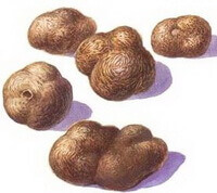 барвистий малюнок Omphalia lapidescens Schroet, багато коричневих склероціїв