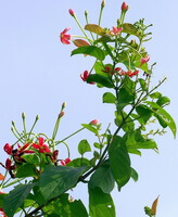 flowering branch of Quisqualis indica L with small red flowers grow in sunny field