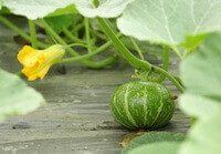 Plante fruitière de Cucurbita moschata Duch. avec un petit fruit vert et une fleur jaune poussant sur sa tige