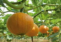 plantes fruitières de Cucurbita moschata Duch avec de nombreux fruits jaunes sur les tiges.