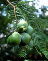 arbre fruitier de Torreya grandis Fort avec des fruits verts poussant sur les branches