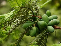 branche fructifère de Torreya grandis Fort avec des fruits verts poussant sur des rameaux, et de petites feuilles vertes