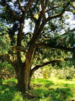 arbre de Torreya grandis Fort poussant dans un champ ensoleillé