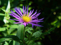 une plante à fleurs d Aster tataricus, avec une fleur violette.