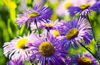 plantes fleuries d Aster tataricus L.f. poussant en grappe, avec plusieurs fleurs violettes