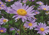 plantes fleuries d Aster tataricus L.f., avec des fleurs violettes