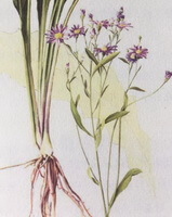 dessin d Aster tataricus L.f., plante entière avec fleurs,racines et tiges