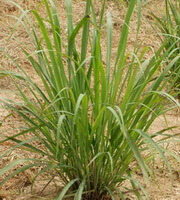 plantes de Cymbopogon citratus DC.Stapf poussant en grappe