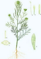un dessin de Descurainia sophia L.Webb ex Prantl.,plante entière avec racine, fleurs et feuilles
