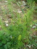 une plante à fleurs de Descurainia sophia L.Webb ex Prantl., avec de petites pointes de fleurs jaunes