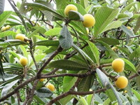 several fruits growing on tree of Eriobotrya japonica Thunb.Lindl.