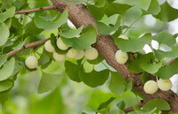 pale green fruits growing on branches of Ginkgo biloba tree with many green leaves