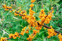 albero fruttifero di Hippophae rhamnoides con tante piccole bacche gialle