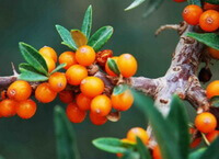 tante piccole bacche di colore arancione che crescono sull'albero fruttifero di Hippophae rhamnoides, con le foglie