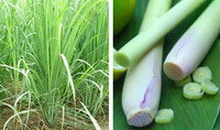 culture de plantes et d herbes fraîches de Lemongrass