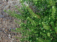 Semen Lepidii seu Descurainiae