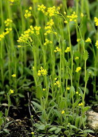 plantes à fleurs de Lepidium apetalum Willd, une grappe de plantes à petites fleurs jaunes