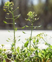quelques plantes à fleurs de Lepidium apetalum Willd,avec de petites fleurs