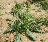 une plante en croissance de Lepidium virginicum L.