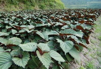culture d'arbustes de Perilla frutescensL.Britt.Var.crispa dans un champ