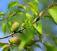 Tre frutti verdi di Prunus sibirica che crescono su ramoscelli, con foglie verdi