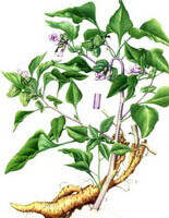Radix Physochlainae