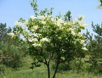 un petit arbre à fleurs de Syringa reticulata,à fleurs blanches