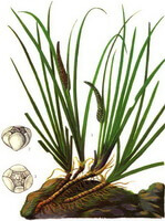 en farverig tegning af Acorus tatarinowii Schott plantedele