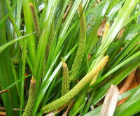 blomstrende plante af Acorus tatarinowii Schott.