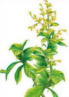en farverig tegning af Blumea balsamifera DC. blomstrende plante med gule blomster