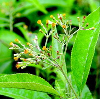 blomstrende plante af Blumea balsamifera DC med små gule blomster