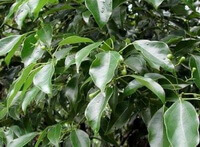træ af Cinnamomum camphora L.presl. med mørkegrønne blade