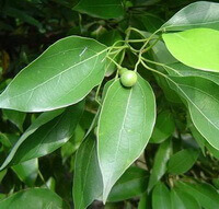 grønne blade og frugter af Cinnamomum camphora L.presl.