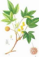 en farverig tegning af Liquidambar orientalis Mill,tegning af plantedele