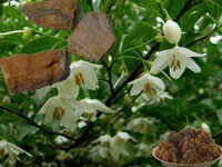 Blomstrende plante af Liquidambar orientalis Mill. med hvide blomster