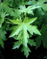 blade af Liquidambar orientalis Mill.