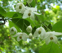 blomstrende træ af Styrax benzoin Dryand med hvide blomster