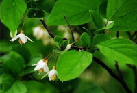 blomstrende træ af Styrax benzoin Dryand. med hvide blomster og grønne blade