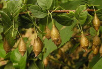 Frugttræ af Styrax tonkinensis Pierre Craib ex Hart med modne gule frugter