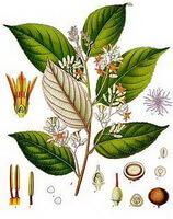 en farverig tegning af Styrax tonkinensis Pierre Craib ex Hart.